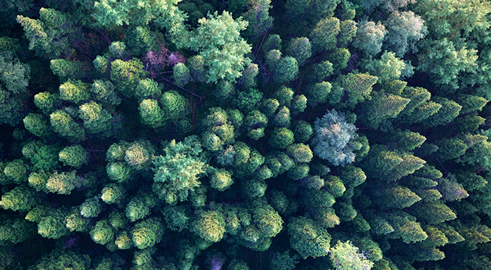 Avebiom, juntos por el bosque