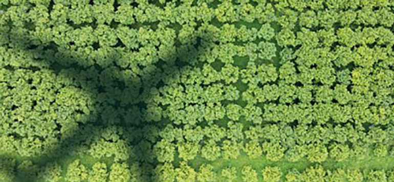 El papel de los procesos catalíticos en la producción de biocombustibles avanzados para un transporte