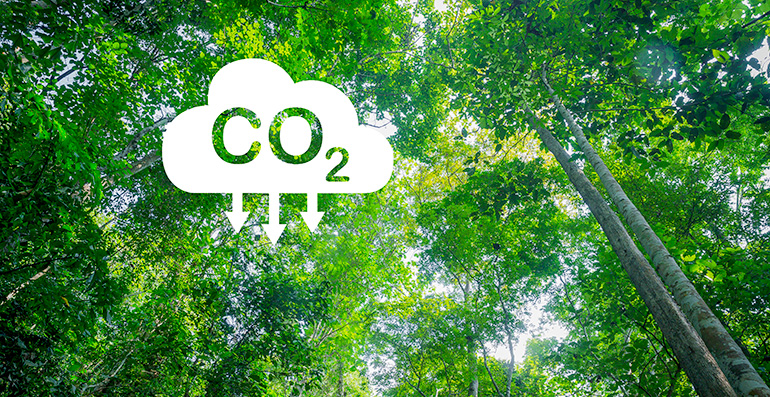 Los bosques de Europa pierden capacidad para absorber carbono y ponen en riesgo los objetivos climáticos de la UE