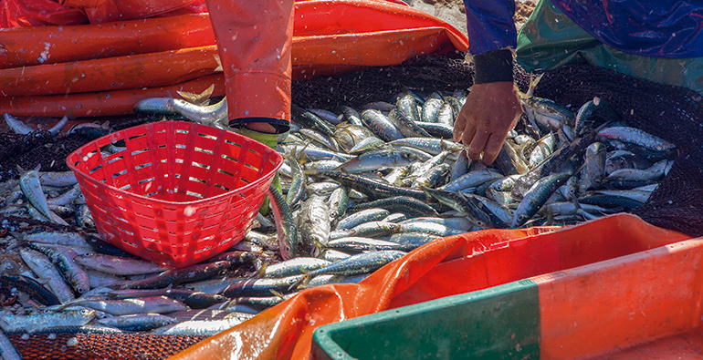 Aimplas, valorización, reciclaje, pesca, plástico