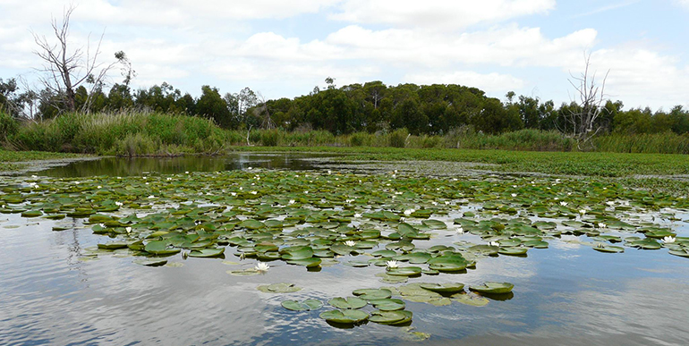 La Junta de Andalucía y la Fundación Moeve impulsan la restauración ambiental en la Laguna de las Madres 
