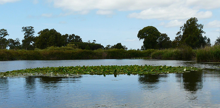 La Junta de Andalucía y la Fundación Moeve impulsan la restauración ambiental en la Laguna de las Madres 
