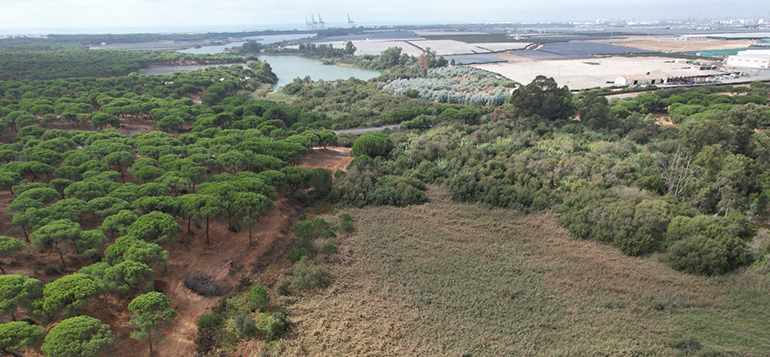 La Junta de Andalucía y la Fundación Moeve impulsan la restauración ambiental en la Laguna de las Madres 