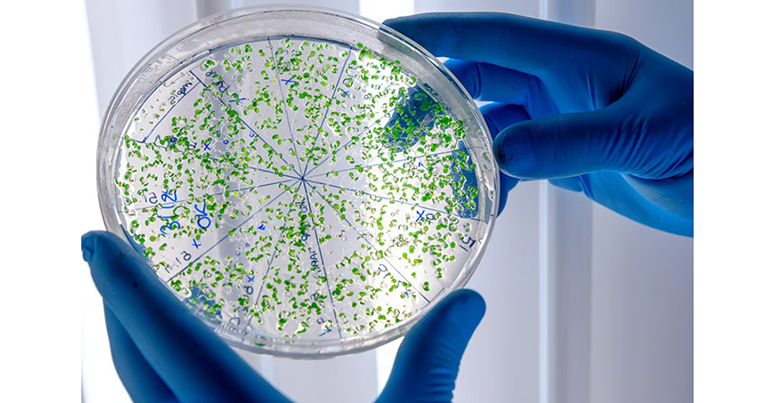 Los microplásticos producen nuevas moléculas químicas bajo la acción de la luz solar