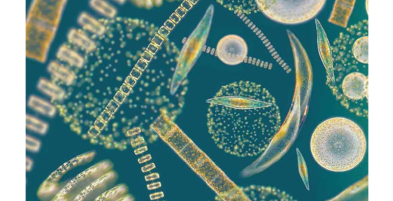 aimplas-colabora-en-creacion-10-productos-algas-cinco-sectores-estrategicos