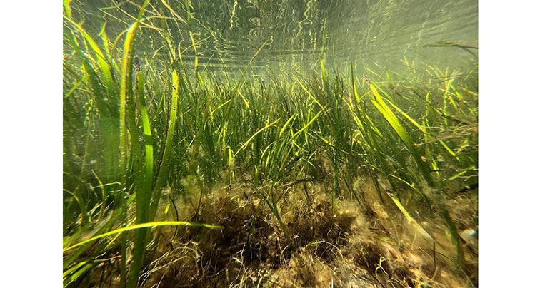 MARVIVA desarrollará mallas biodegradables para restaurar praderas marinas y proteger la biodiversidad 