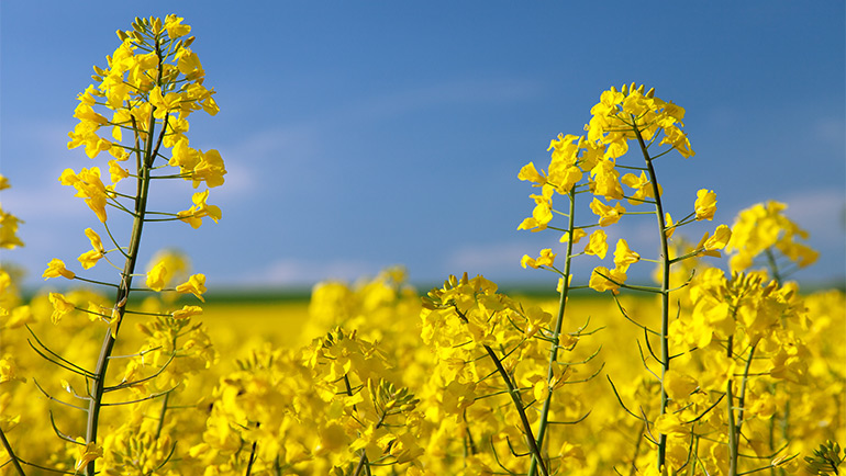 Alfa Laval adquiere la compañía belga de biocombustibles y aceites vegetales Desmet