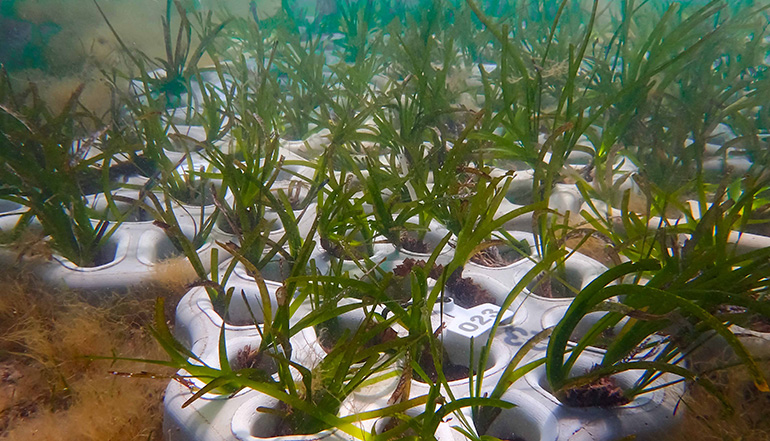 IQS e IMEDEA-CSIC desarrollan un sistema innovador para la regeneración de praderas de posidonia en el Mediterráneo