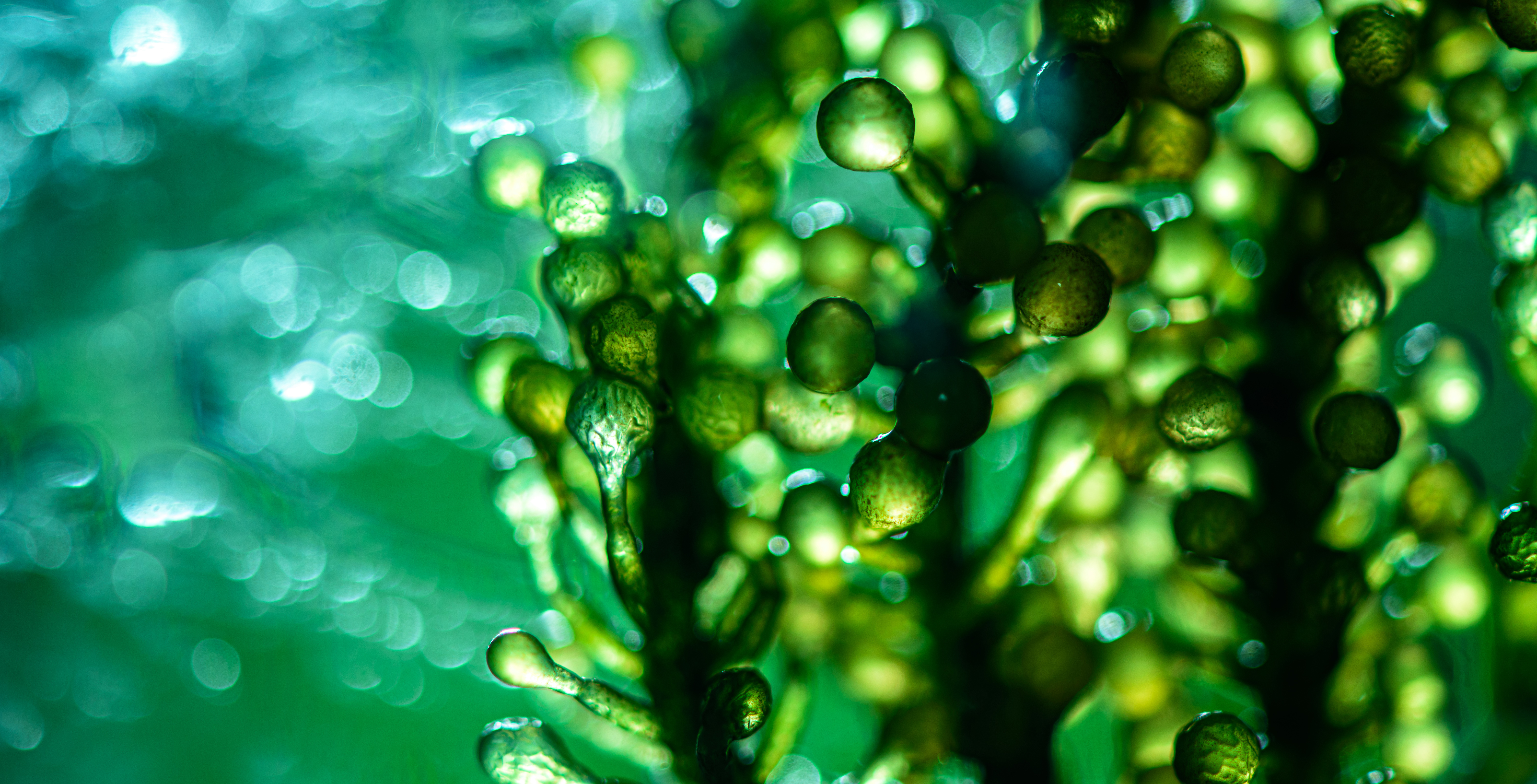 Un nuevo estudio muestra cómo las algas atlánticas podrían impulsar la eliminación de carbono y los biocombustibles