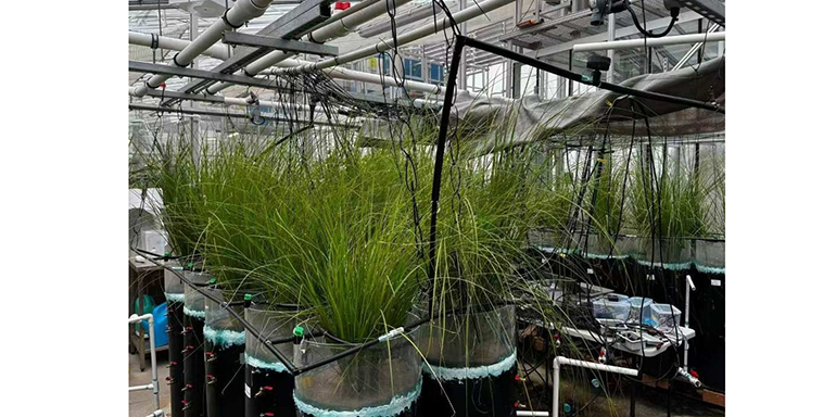 Un biofiltro inteligente mejora hasta casi el 90 % la eliminación de contaminantes de las aguas pluviales