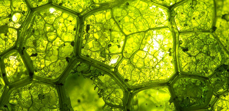 Biocaptura de CO2 con algas: una solución natural para hacer frente al cambio climático