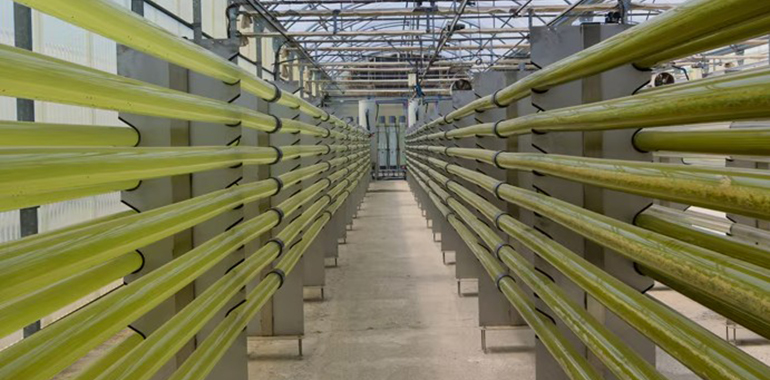 Biocaptura de CO2 con algas: una solución natural para hacer frente al cambio climático