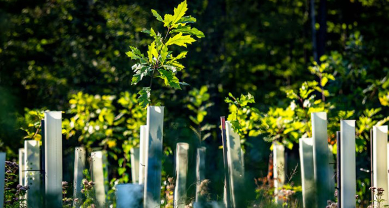 Biocaptura de CO2 con algas: una solución natural para hacer frente al cambio climático