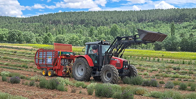 BIOVALOR: aceites esenciales y gestión forestal para reactivar la España rural