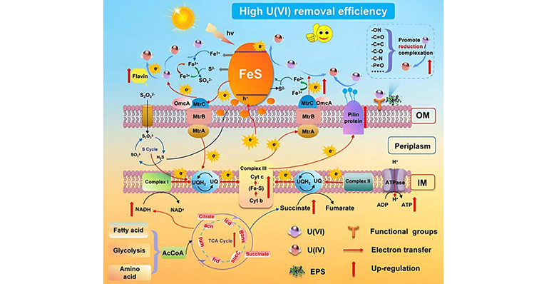China desarrolla un sistema biohíbrido autorreparable que utiliza la luz solar para purificar agua contaminada con uranio