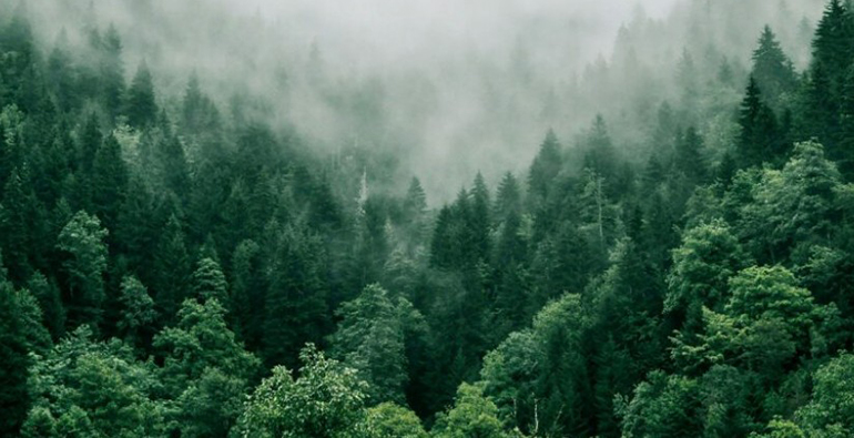 CO2 biogénico: un nuevo nicho de inversión clave en la transición energética europea