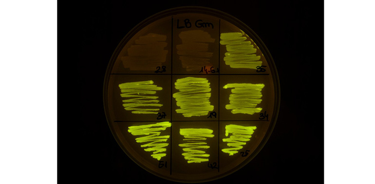 Un equipo del CSIC identifica una bacteria esencial para el control de patógenos vegetales