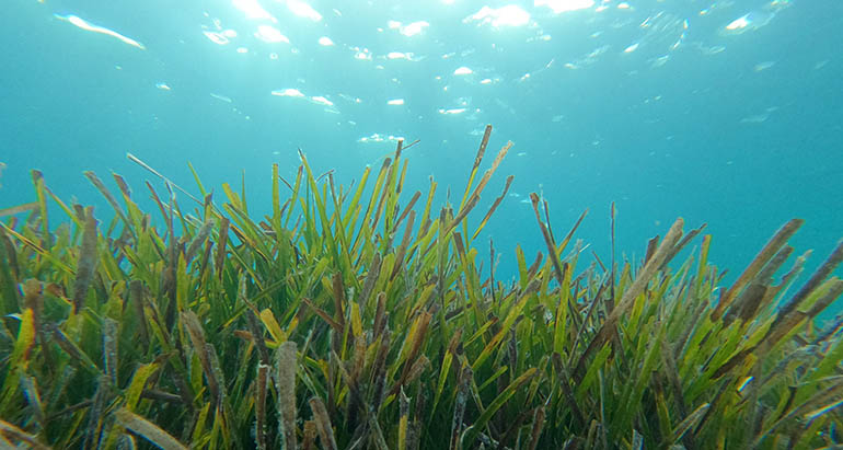 CSIC desarrolla el primer inventario mundial del carbono retenido por las praderas submarinas