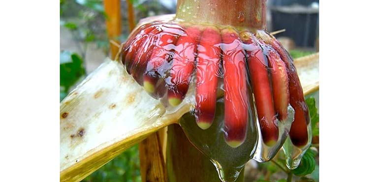 La Universidad de Dakota del Sur desarrolla “fábricas de nitrógeno” biodegradables para reducir el uso de fertilizantes