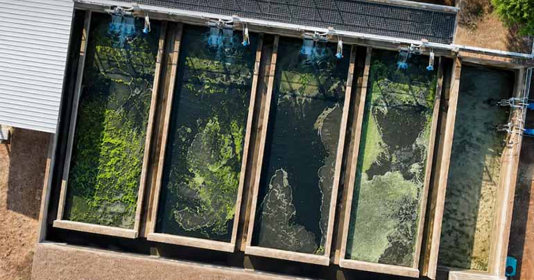 ECO FLOW ensaya la oxidación avanzada para reutilizar aguas residuales en el riego de olivares