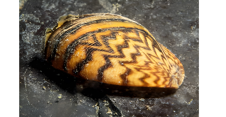 Laboratorios Tecnológicos de Levante, acreditado para para la toma de muestras de ADN ambiental en sistemas de aguas superficiales