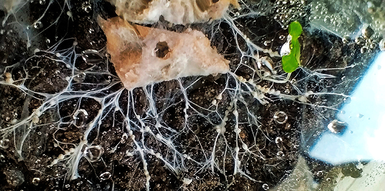 Eurecat ensayará un nuevo método que utiliza hongos y bacterias para descontaminar suelos