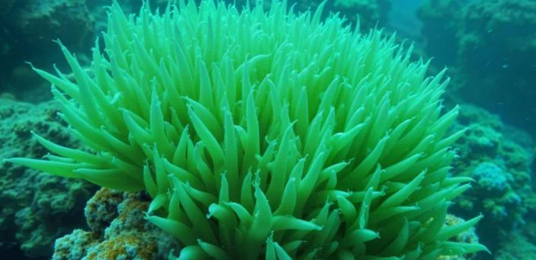 EEUU apuesta por el reciclaje químico al crear un material plástico biodegradable a base de algas