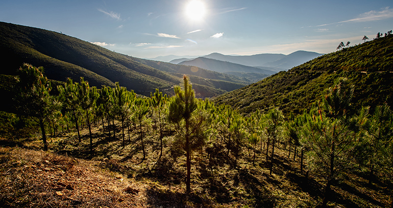 Faconauto pone en marcha su Bosque Faconauto en colaboración con Fundación Repsol