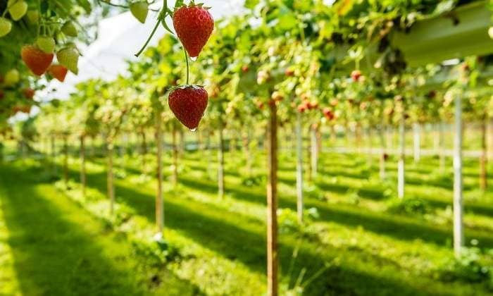 SATECMA impulsa una agricultura más sostenible con soluciones orgánicas y naturales