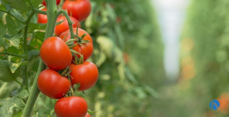 Tratamiento de agua para calderas en la industria tomatera