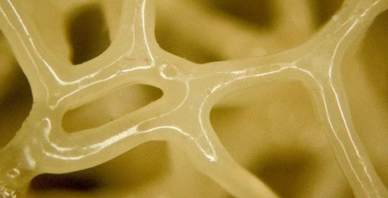 El Instituto de Bioingeniería de Cataluña desarrolla una estrategia química para controlar la geometría de los tejidos vivos