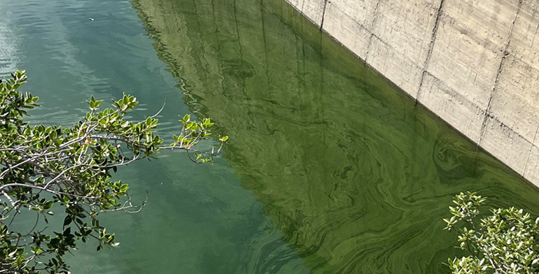 IQS lidera un proyecto para blindar la calidad del agua potable ante la proliferación de cianobacterias