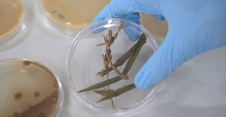 ITENE convierte residuos de arroz, vid y cítricos en bioestimulantes y agentes de biocontrol para cultivos agrícolas