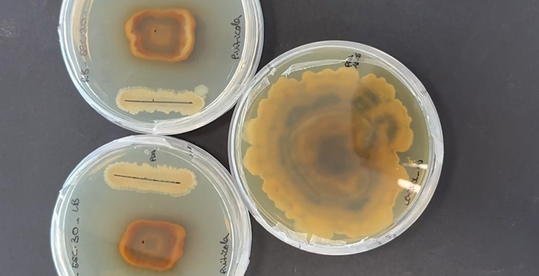 ITENE convierte residuos de arroz, vid y cítricos en bioestimulantes y agentes de biocontrol para cultivos agrícolas