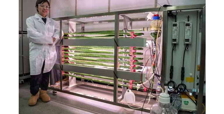 Desarrollo de un innovador método basado en algas genéticamente modificadas que eliminan los microplásticos del agua