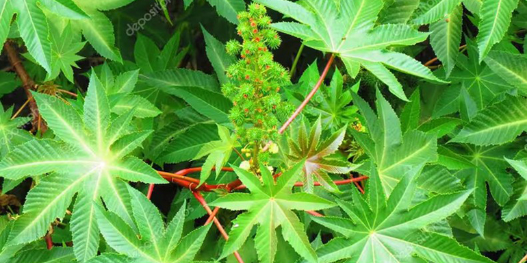 Polioles de origen vegetal 