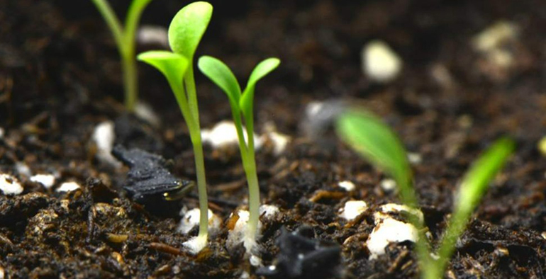 Desarrollan un recubrimiento biodegradable para semillas que aumenta la germinación hasta un 58% y reduce herbicidas