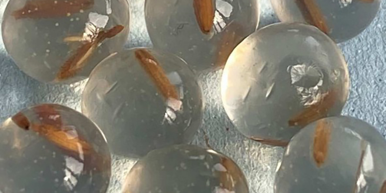 Desarrollan un recubrimiento biodegradable para semillas que aumenta la germinación hasta un 58% y reduce herbicidas