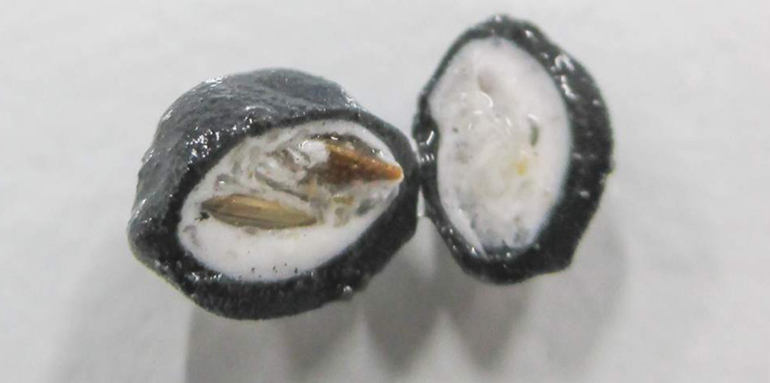 Desarrollan un recubrimiento biodegradable para semillas que aumenta la germinación hasta un 58% y reduce herbicidas